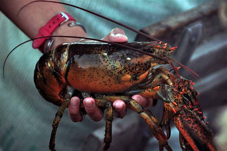 lobster